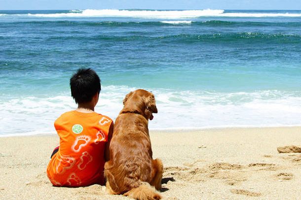 cane in spiaggia