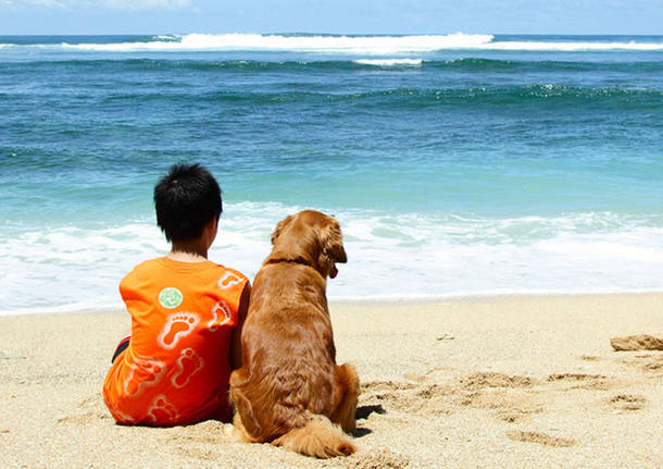 cane in spiaggia
