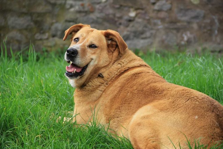 cane obeso