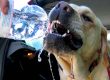 colpi di calore cane