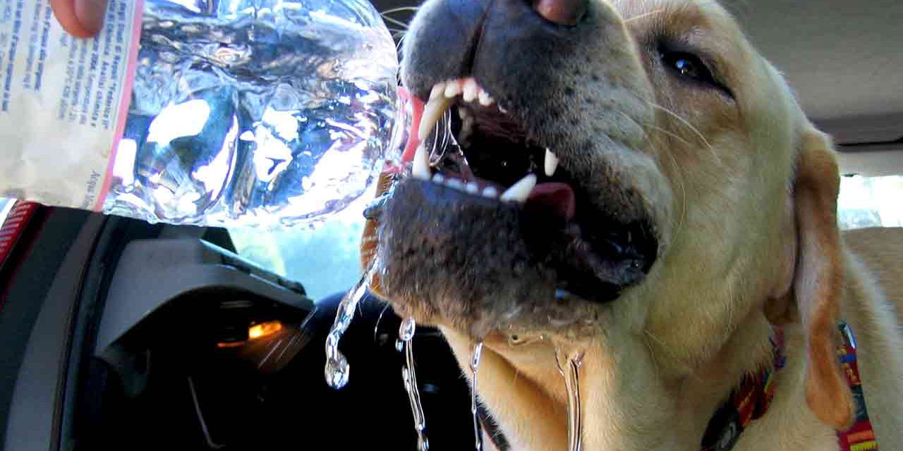colpi di calore cane