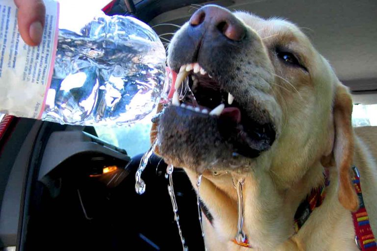 colpi di calore cane