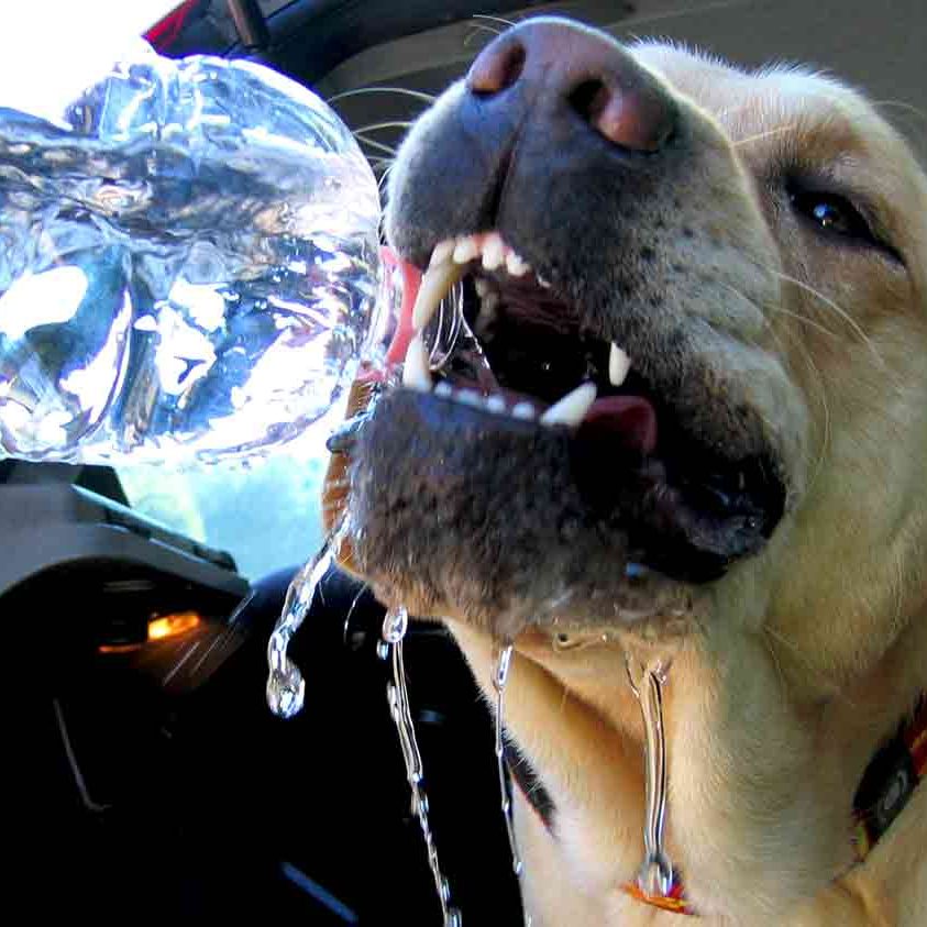 colpi di calore cane