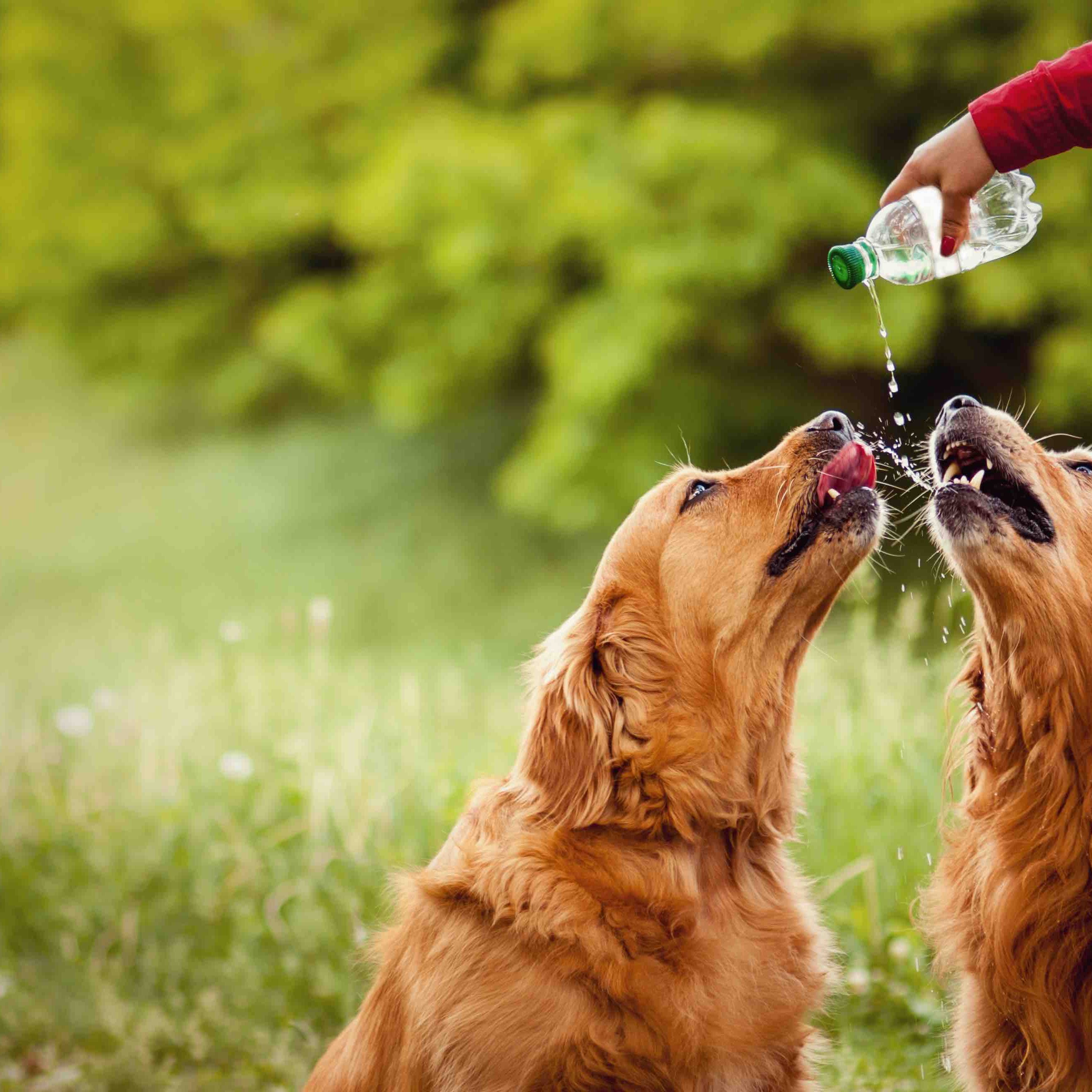 disidratazione-del-cane