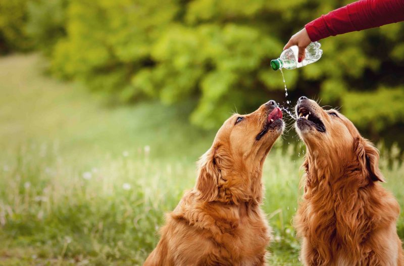 disidratazione-del-cane