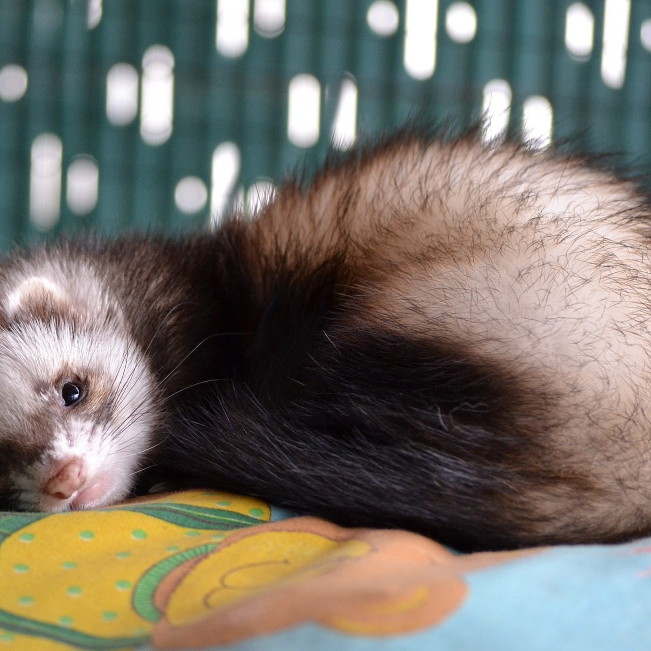 furetti