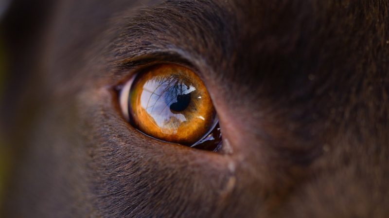 img_fido