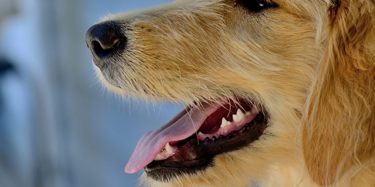 animali_sangue