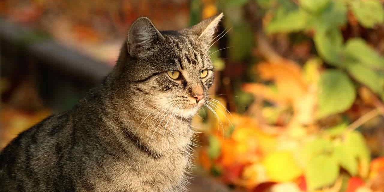 gatto_autunno