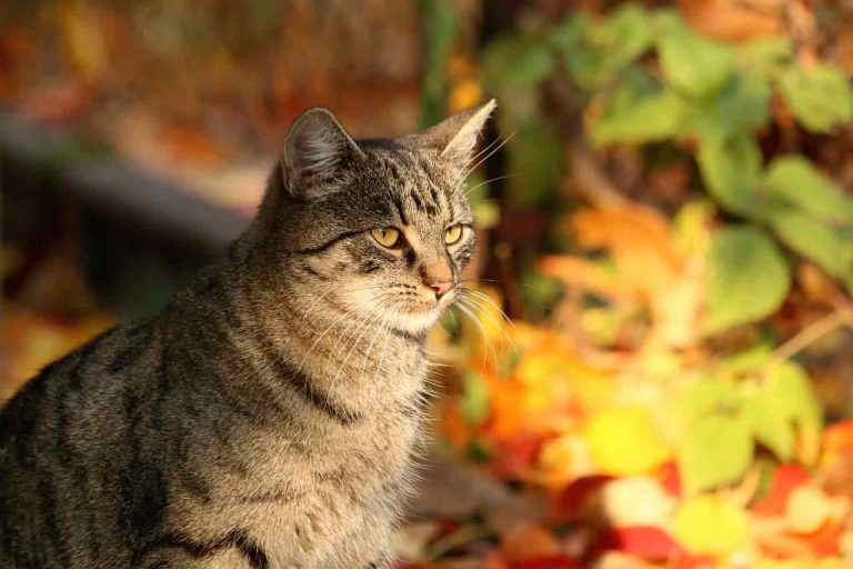 gatto_autunno gatto_autunno