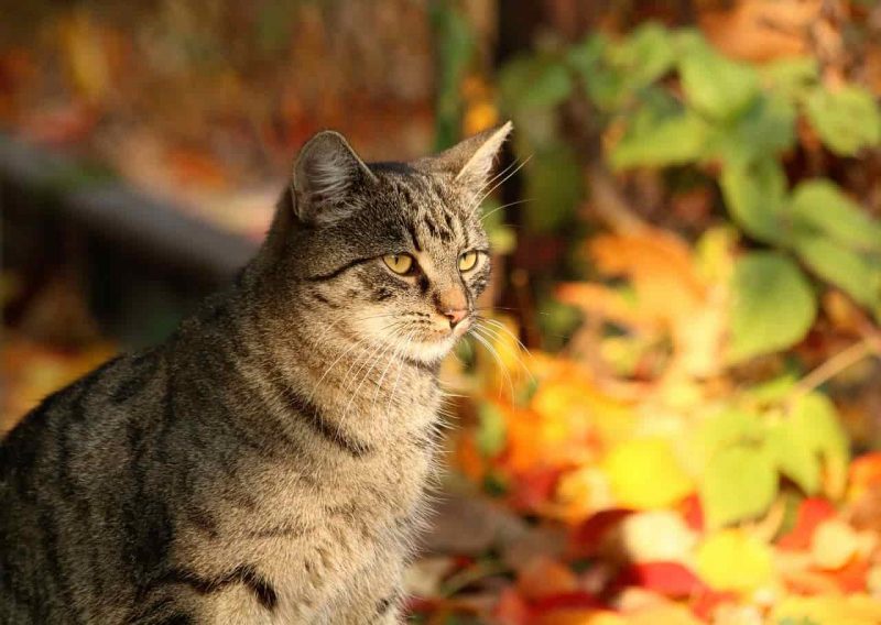 gatto_autunno gatto_autunno