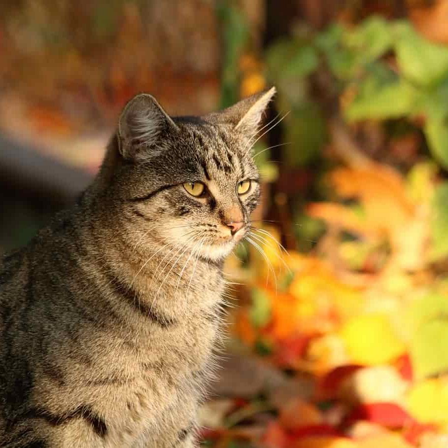 gatto_autunno
