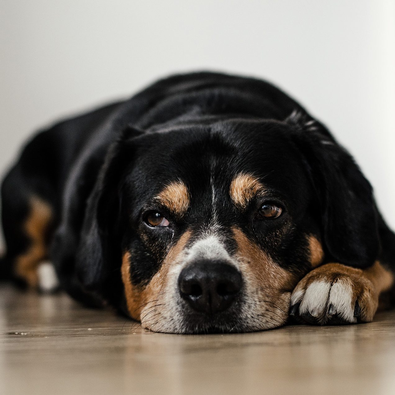 dog