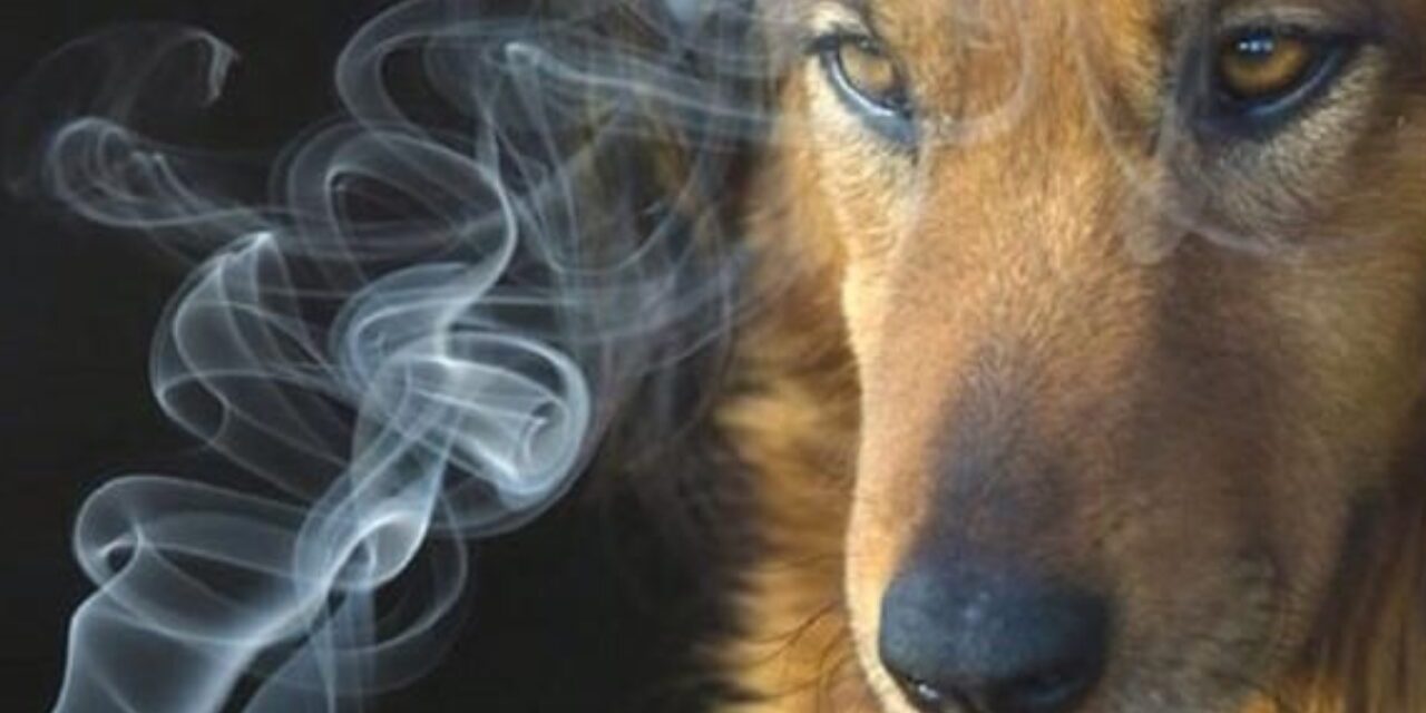 animali_1280x720
