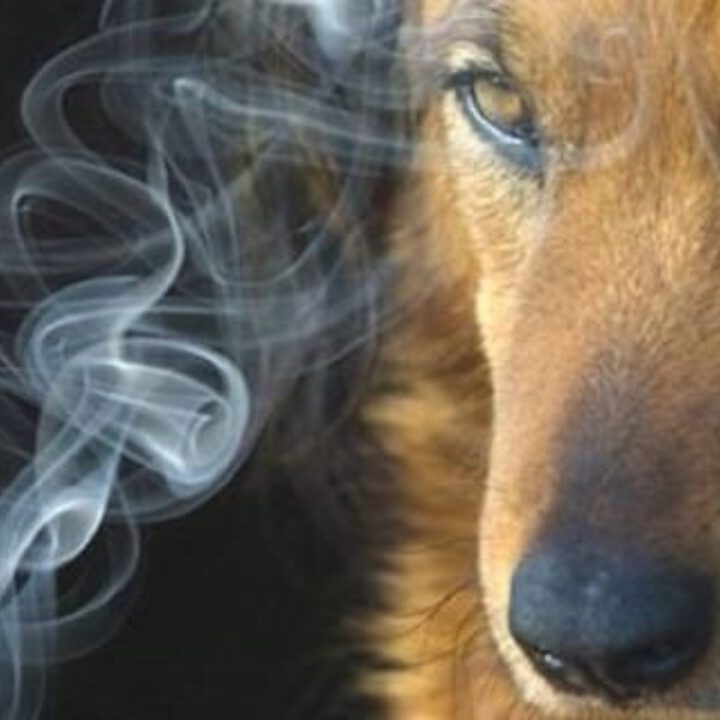 animali_1280x720