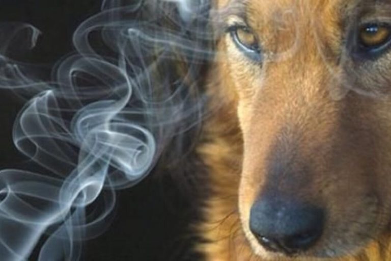 animali_1280x720
