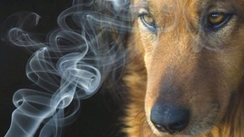 animali_1280x720