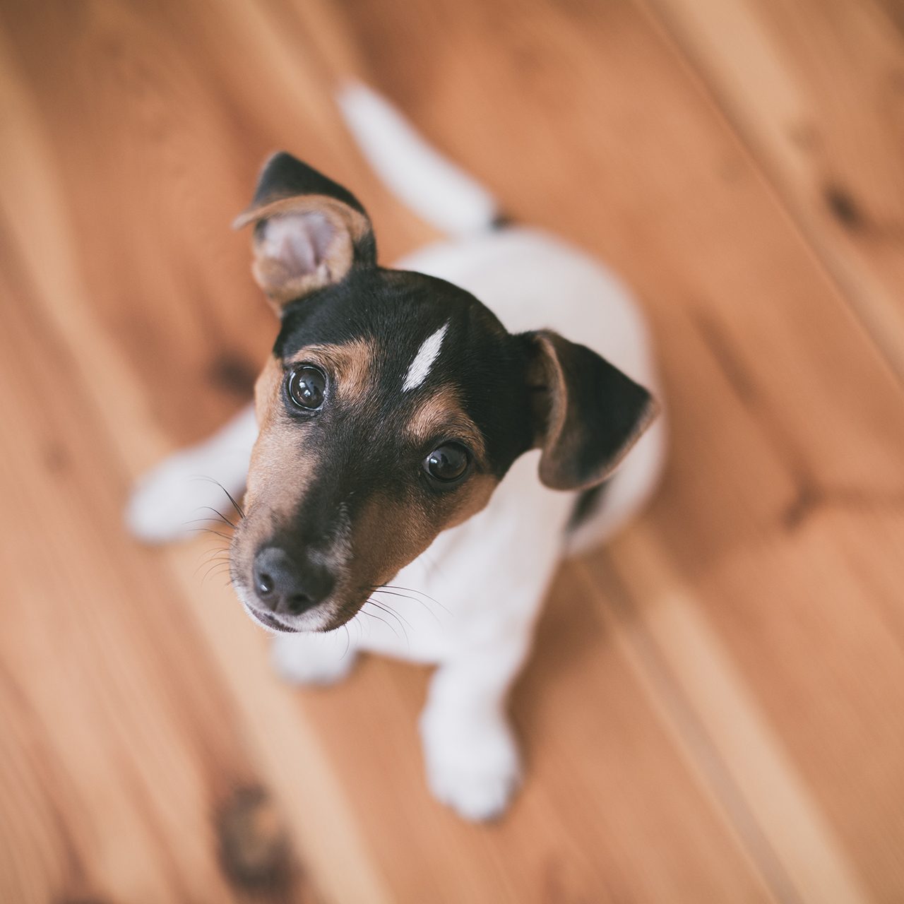 dog_2