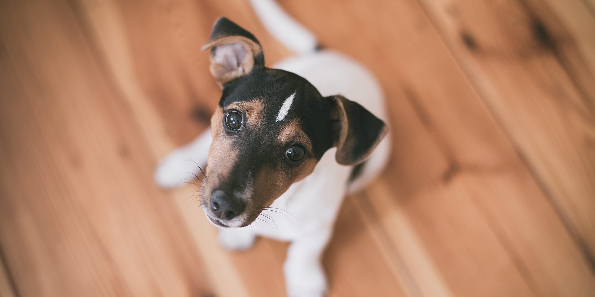 dog_2