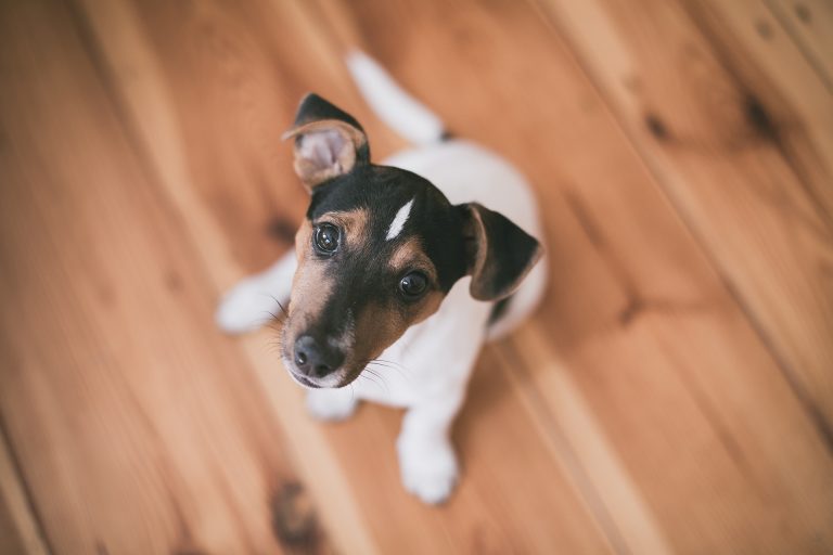 dog_2