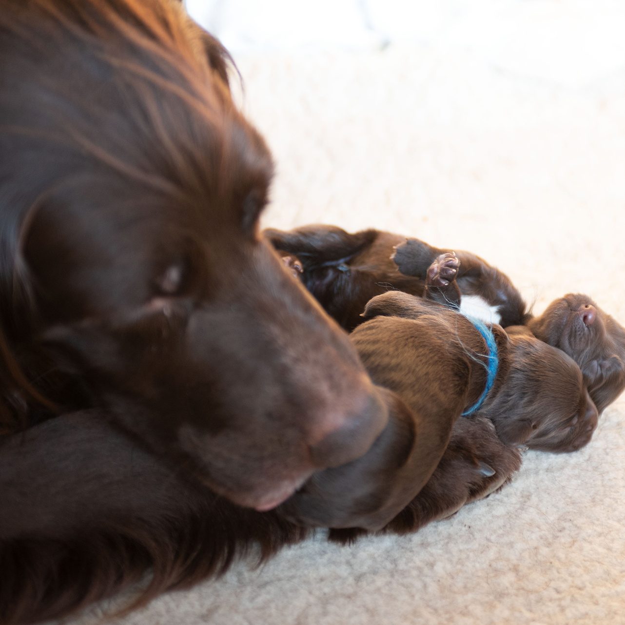 puppies