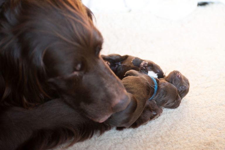 puppies