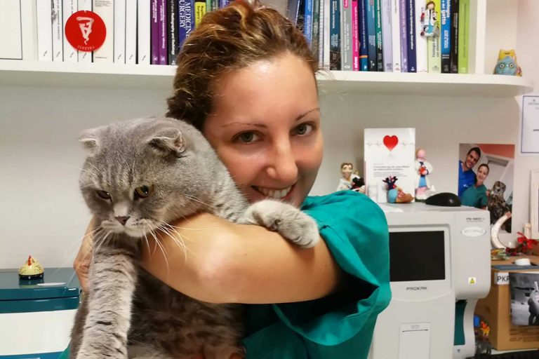Gatto Gatto