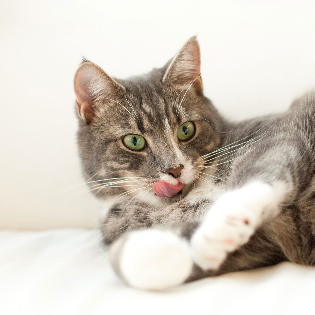 cat_2