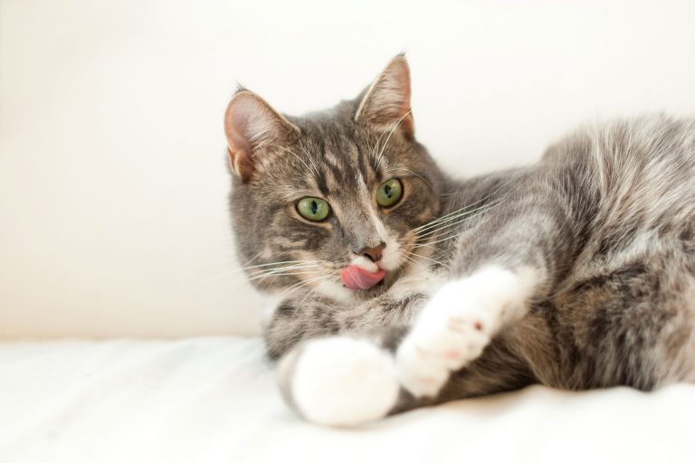 cat_2