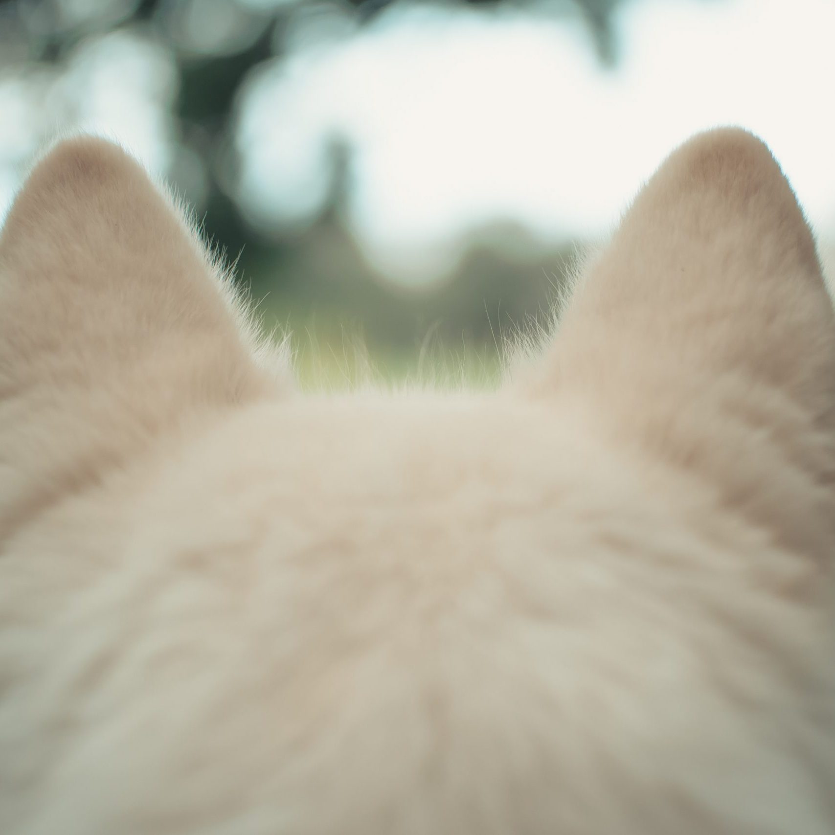 andriyko-podilnyk-dWSl8REfpoQ-unsplash