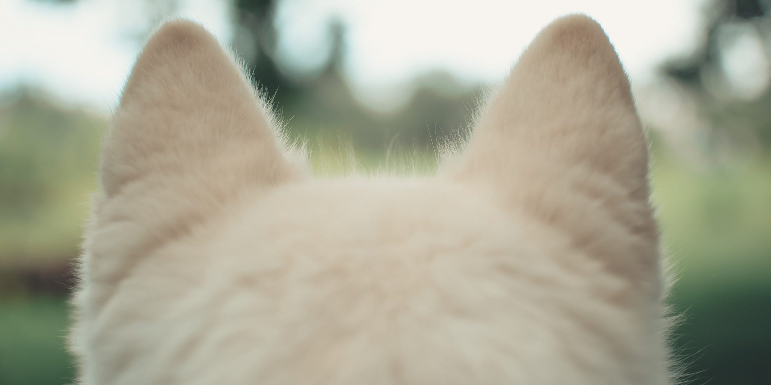 andriyko-podilnyk-dWSl8REfpoQ-unsplash