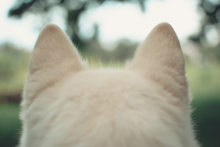 andriyko-podilnyk-dWSl8REfpoQ-unsplash