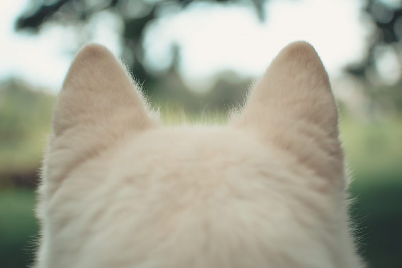 andriyko-podilnyk-dWSl8REfpoQ-unsplash