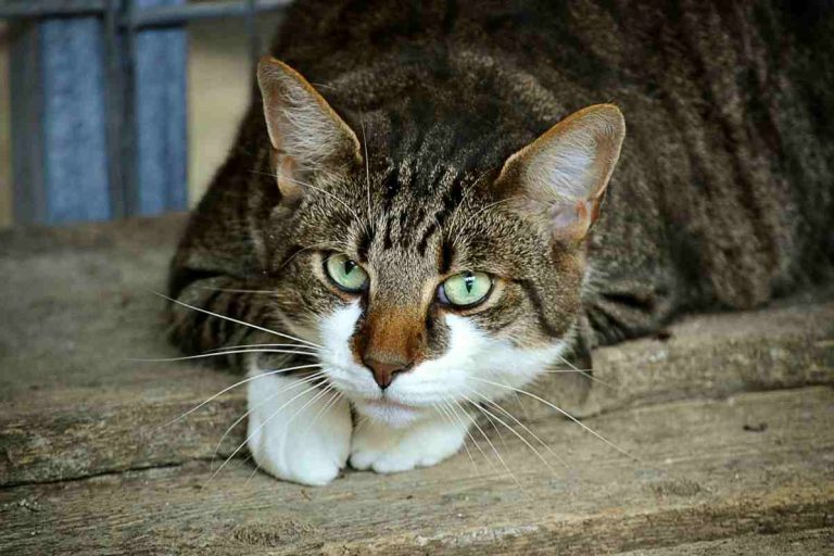 gatto-forl_1200