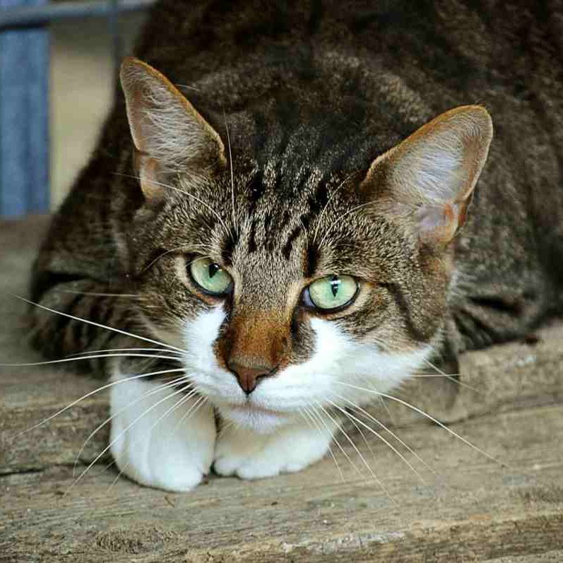 gatto-forl_1200