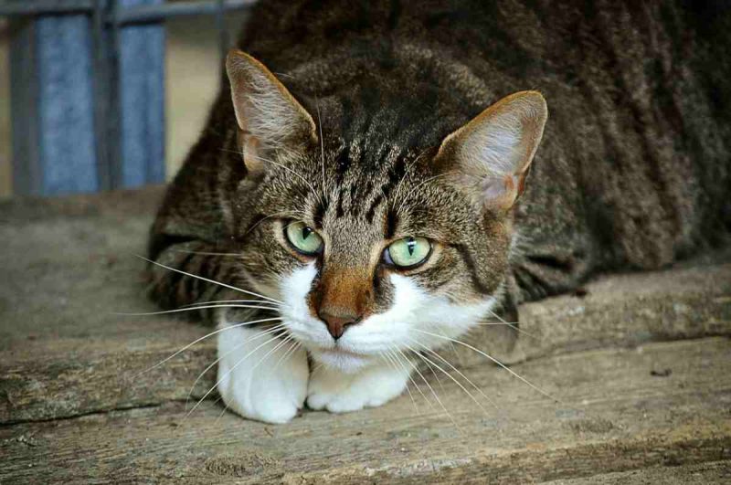 gatto-forl_1200