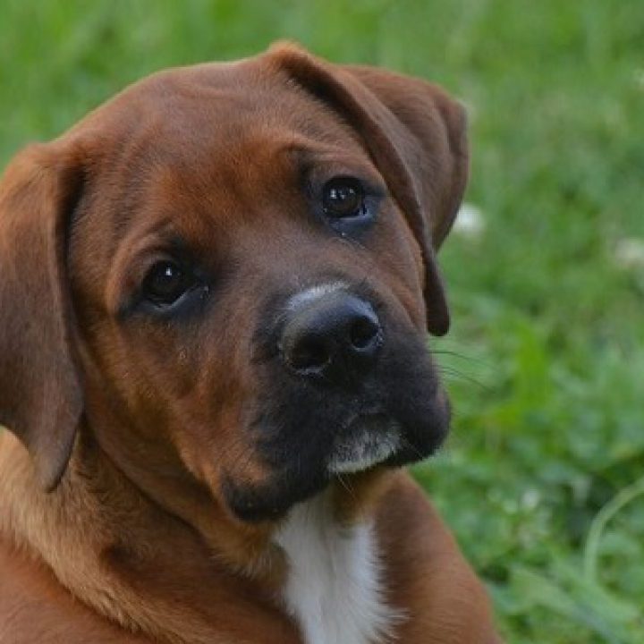 Lipoma-nel-cane_1280x720