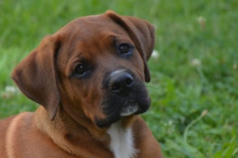 Lipoma-nel-cane_1280x720