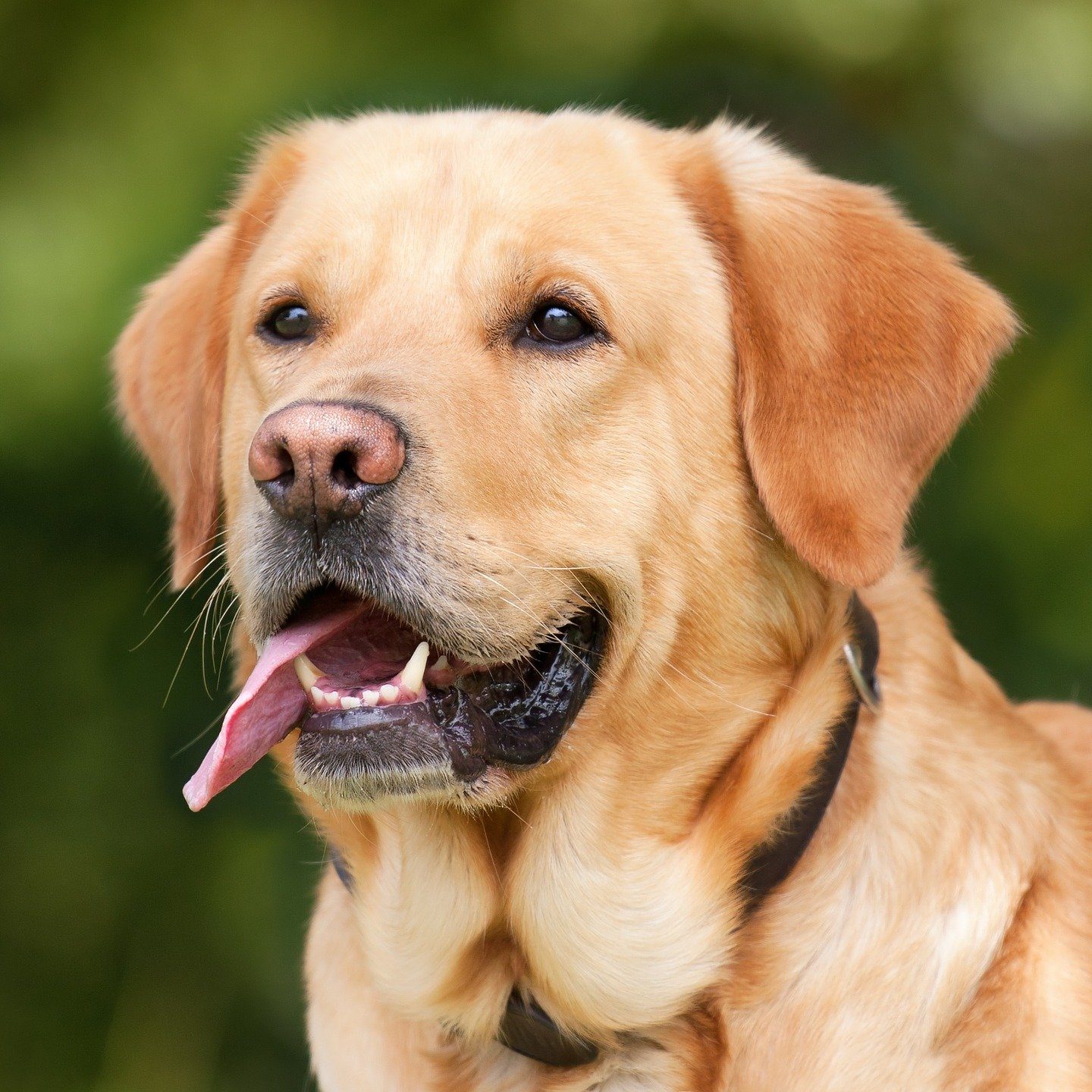 Cane-Labrador