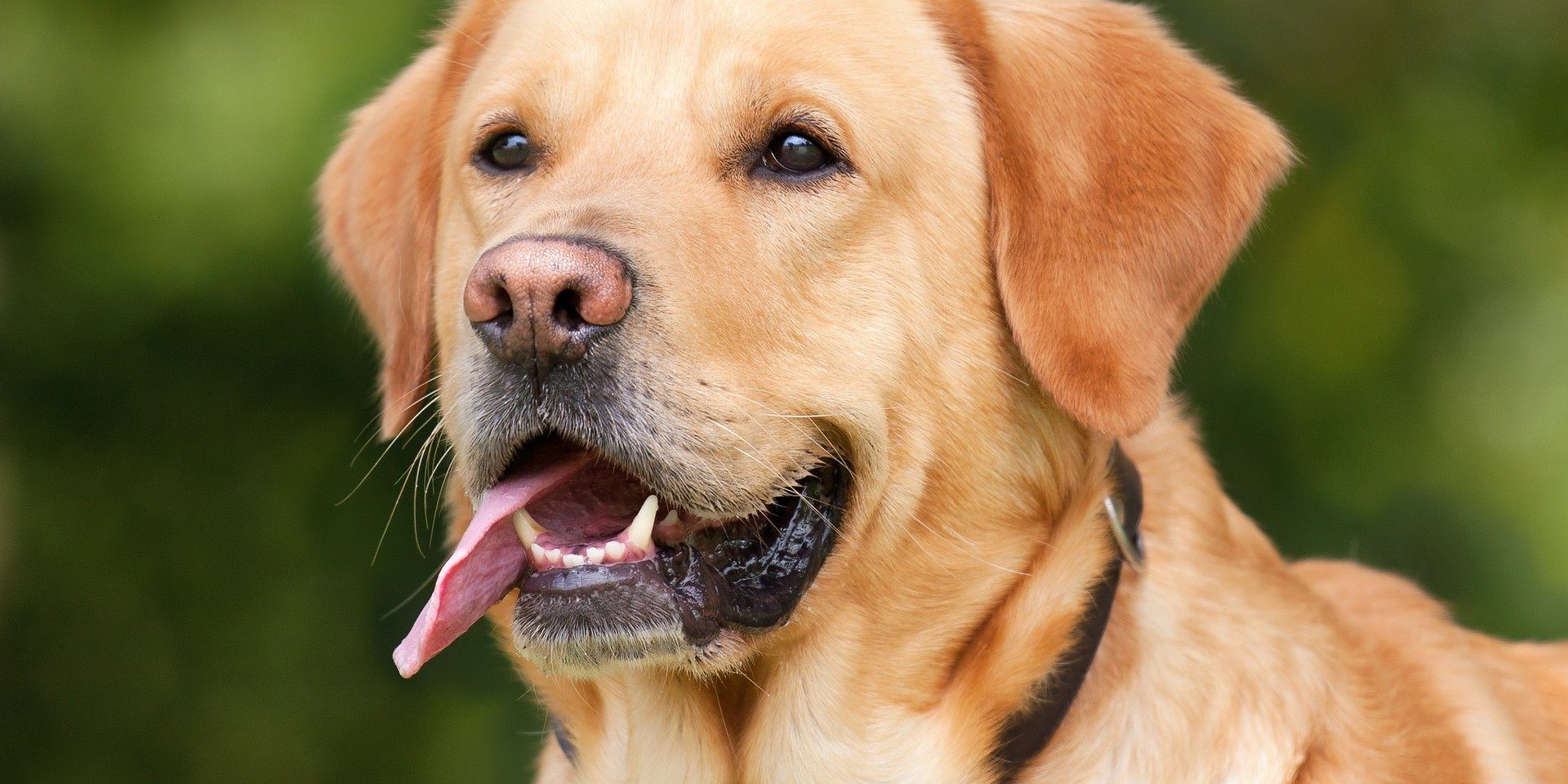 Cane-Labrador Cane-Labrador