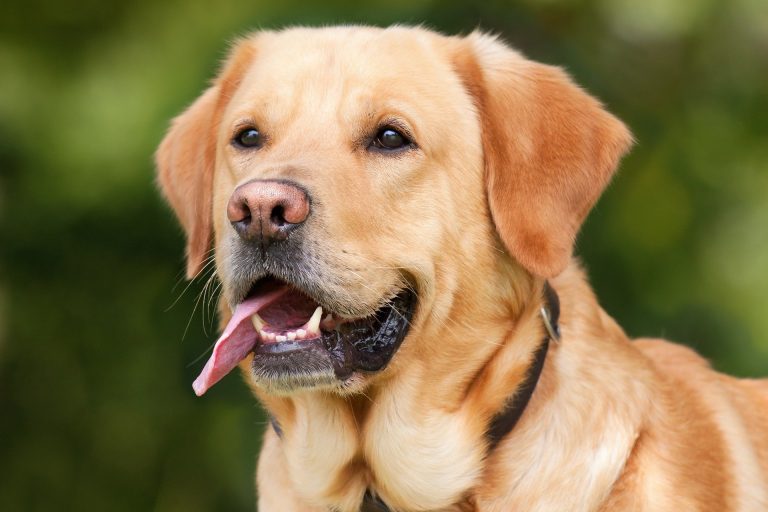 Cane-Labrador