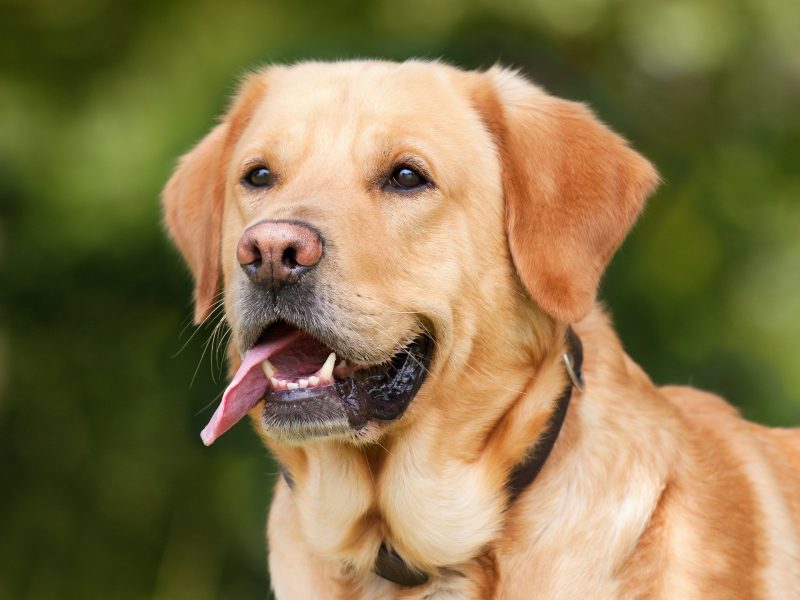 Cane-Labrador