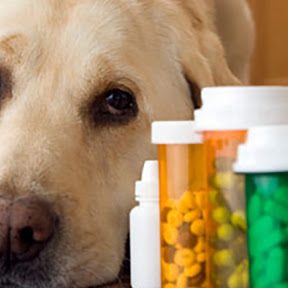 farmaci al cane