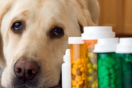farmaci al cane