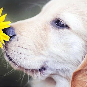 retriver