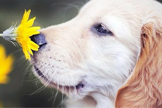 retriver