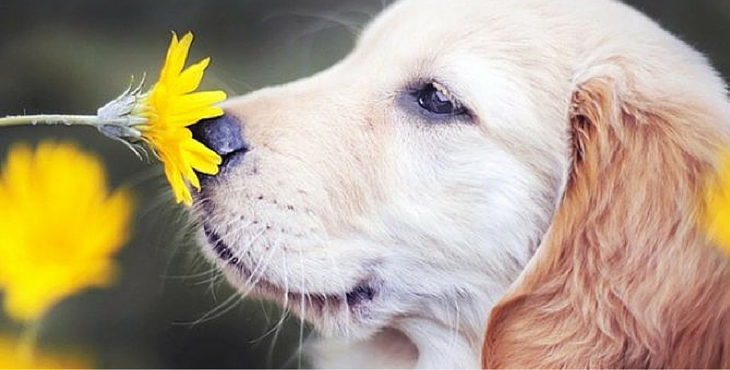 retriver