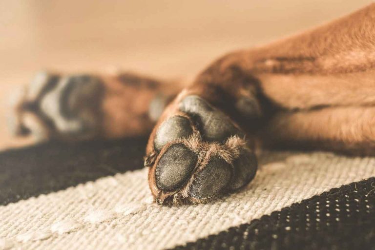 cane-con-gravi-ferite-inflitte-dalluomo-salvato-allultimo1