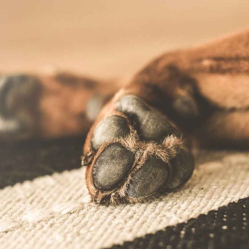 cane-con-gravi-ferite-inflitte-dalluomo-salvato-allultimo1