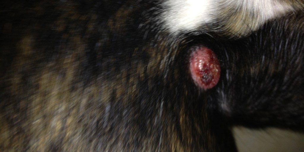 istiocitoma